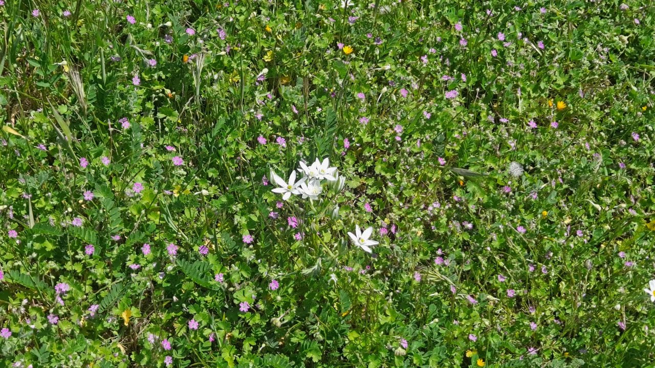 Retazos De Cultura en Las Tablas de Daimiel