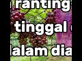 Anggur