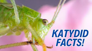 10 JawDropping Katydid Facts That'll Blow Your Mind