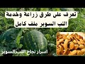 زراعة وانتاج محصول اللب السوبر ازاي تجيب انتاج كبير 