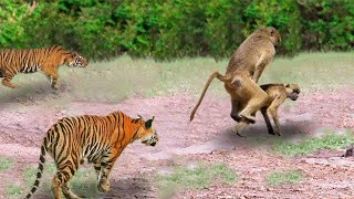 100 Monkeys vs Tiger to protect the cubs | Top battle of Monkey vs Animals in Africa