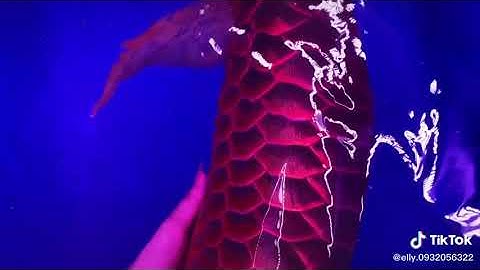 Cá rồng huyết long đẹp nhất thế giời