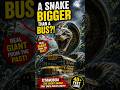 A Snake Bigger Than A Bus?! 😱 #Titanoboa #Shorts