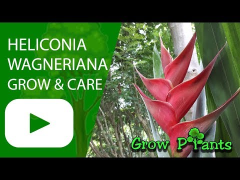 Heliconia wagneriana - grow & care (Lobster claws plant)