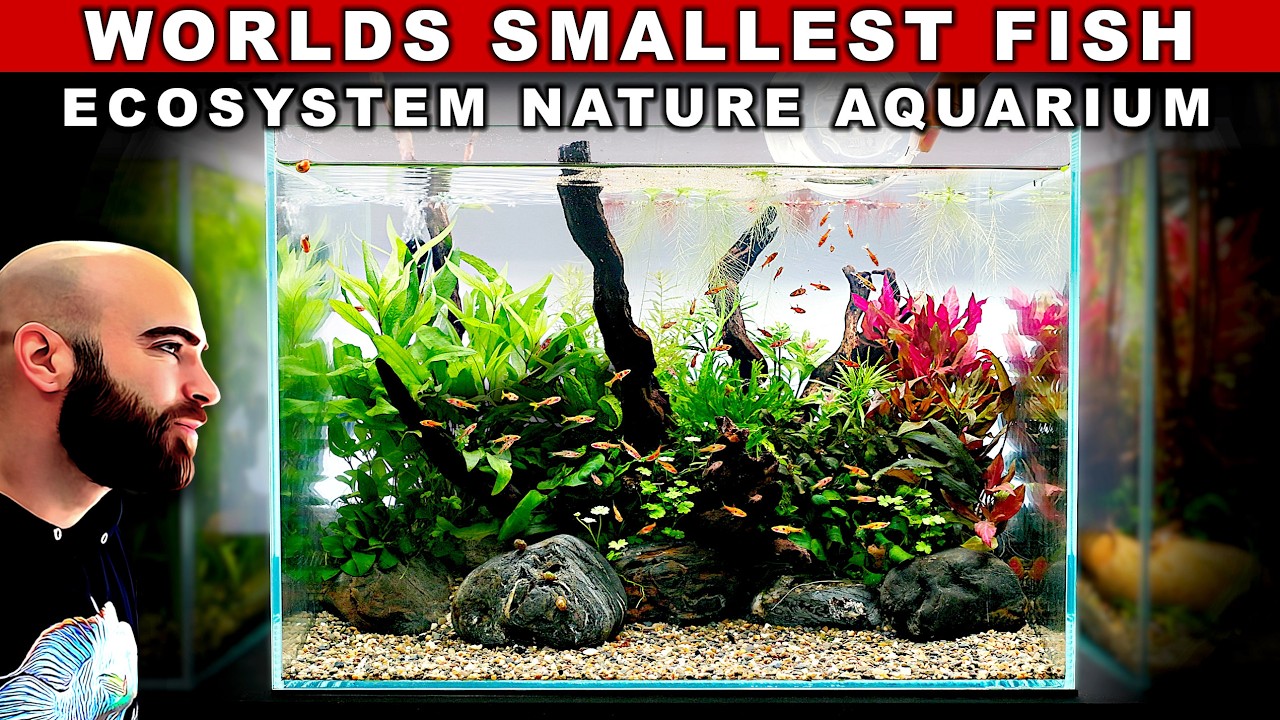 World's Smallest Fish in Nature Aquarium Ecosystem Build (No Co2 Nano Tank Aquascape Tutorial)
