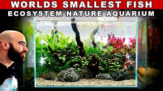 World's Smallest Fish in Nature Aquarium Ecosystem Build (No Co2 Nano Tank Aquascape Tutorial)