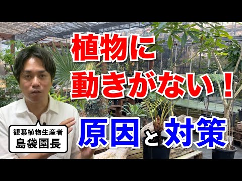 【原因8割】観葉植物が育たない時のチェックリスト