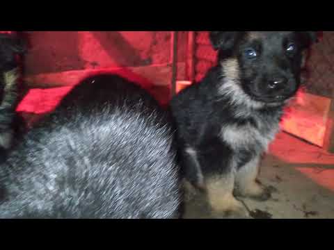 German Shepherd 1 month and 5 days / გერმანული ნაგაზი 1თვის და 5 დღის