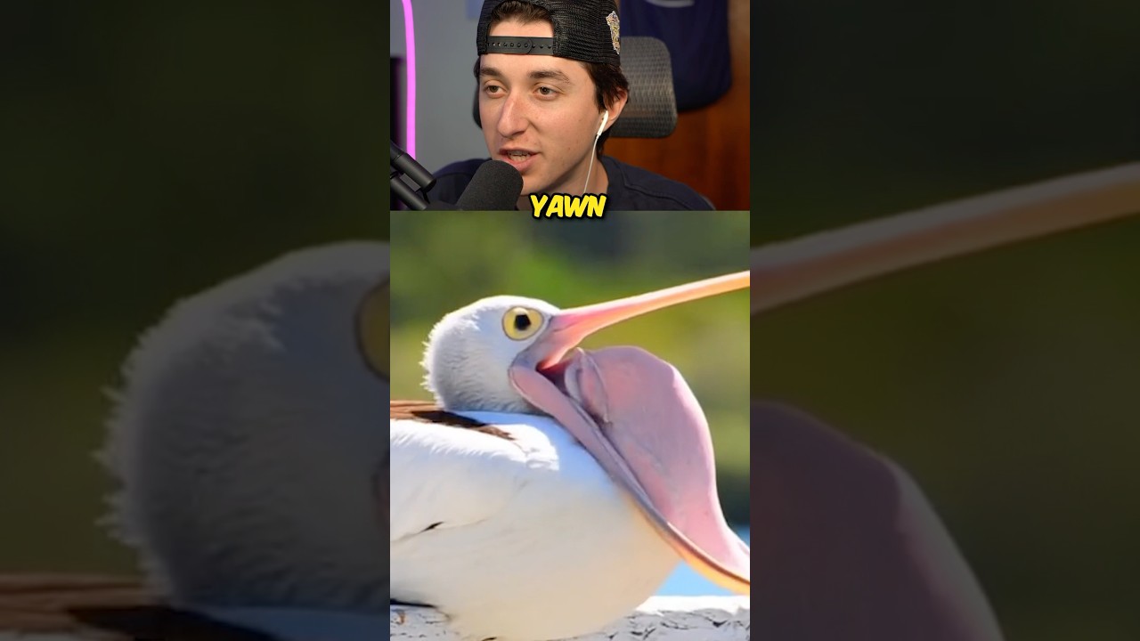 HOW DIFFERENT ANIMALS YAWN! 🤔 #shorts