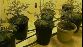 Jackie White Grow: Day 1 of Flower