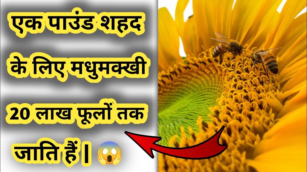 Top 3 Amazing Fact In Hindi Random Fact 