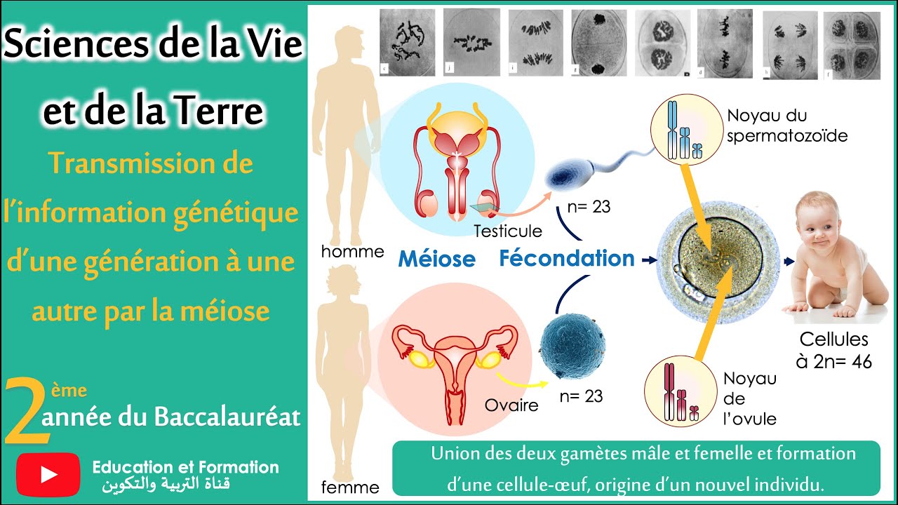 Transmission de l'information génétique d'une génération à une autre par la méiose - 2Bac