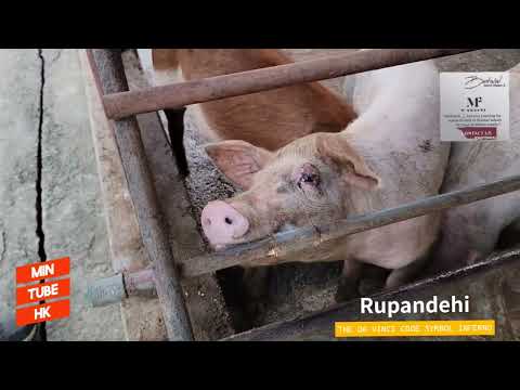 lumbini livestock farm Rupandehi