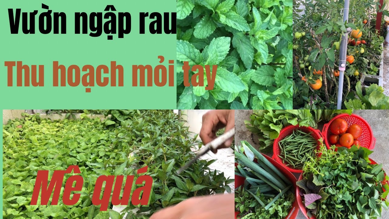 THU HOẠCH RAU QUẢ ĐÃ TAY - YouTube
