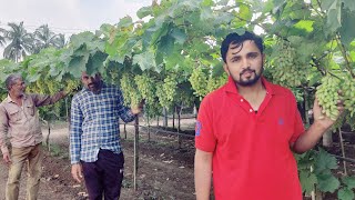 Famous Grapes forming in india | angur ki kheti in hindi India Grapes forming