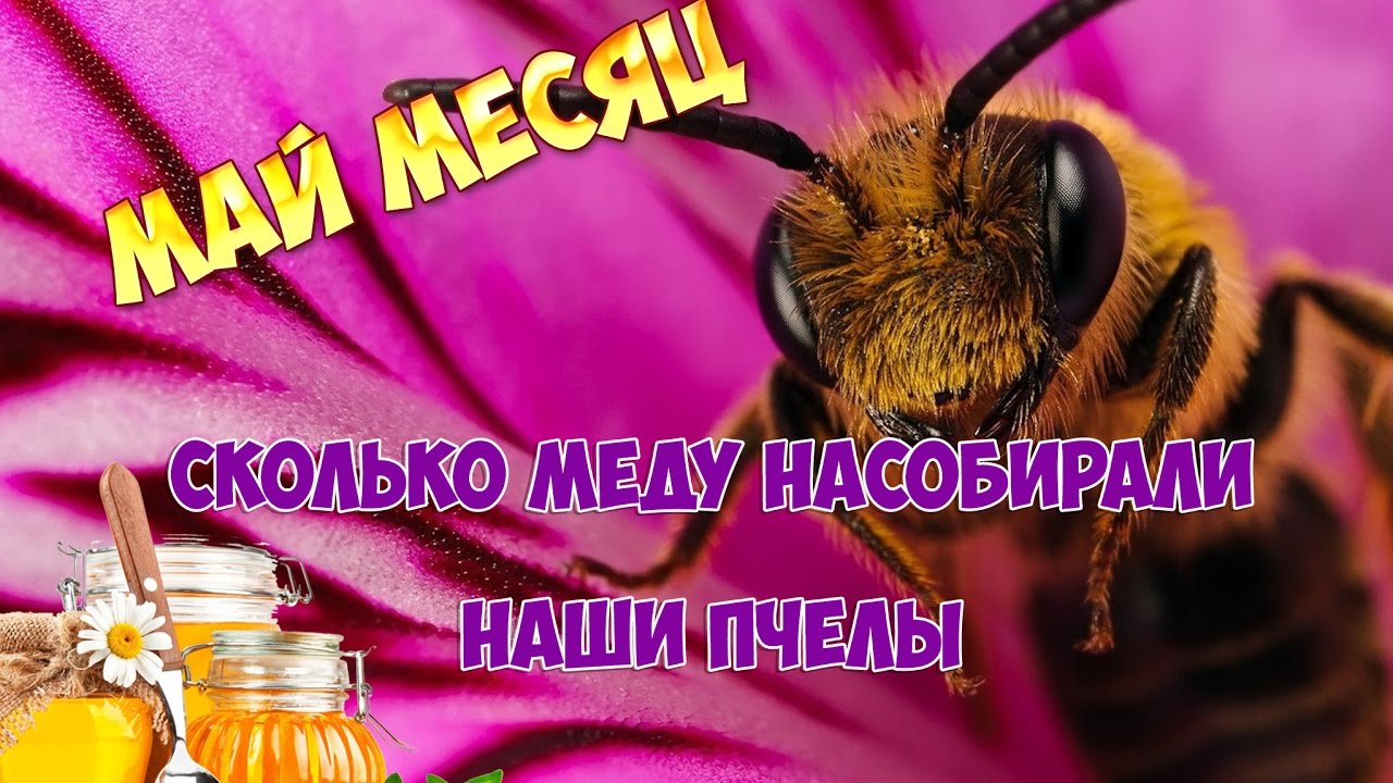 Германия сколько мёду насобирали наши пчелы май месяц Alexandra77 ...