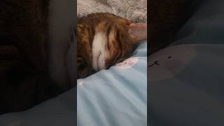 Cat Sleeping With One Eye Slightly Open Twitches