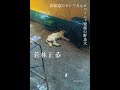 【紹介】表参道のセレブ犬とカバーニャ要塞の野良犬 （若林 正恭）