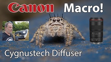 Canon Macro Photography with Cygnustech Diffuser, R6 Mark II & RF 100mm Macro Lens