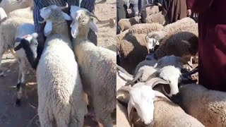 خيرات موجودة في سوق الأثنين إبن أحمد إقليم سطات نقدم لكم أتمنة خروف لعيد ولكسابة،وحولية لعيد،