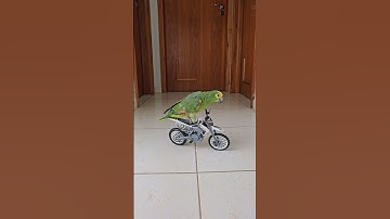 🎥 Behind the scenes: biker parrot 🏍🦜 #parrot #parrots #birds #biker #bikerlife #dirtbike #meme #bird