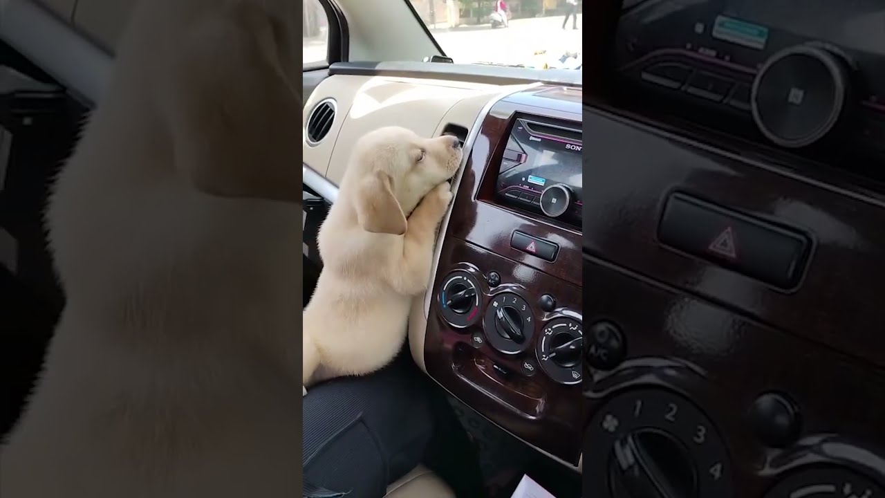 He S Just Like Me In The Summer Via Nilesh H Dog Puppy YellowLab