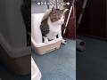 そりゃ真剣な顔にもなるわw#shorts #cats #cat #cute #猫