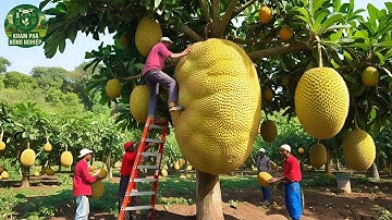 Trang Trại Mít Ở Thái Lan – Cách Họ Biến Mít Thành Đặc Sản Đường Phố Khiến Ai Cũng Bất Ngờ!