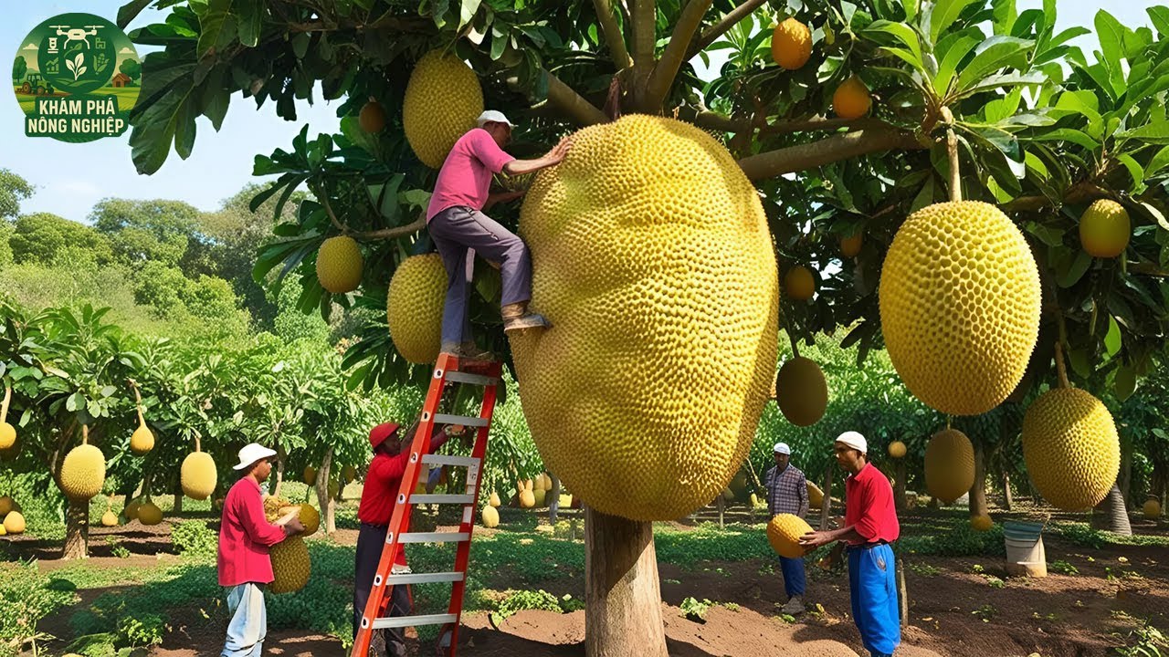 Trang Trại Mít Ở Thái Lan – Cách Họ Biến Mít Thành Đặc Sản Đường Phố Khiến Ai Cũng Bất Ngờ!