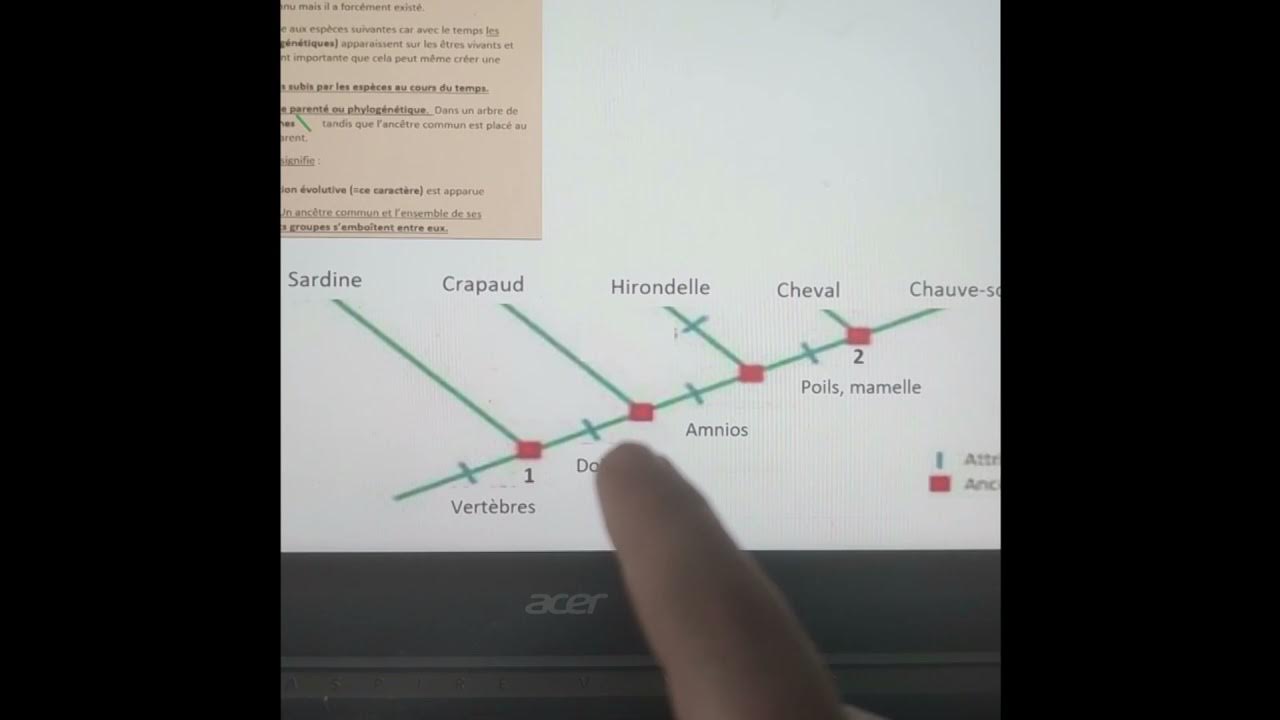 Lire et construire un arbre de parenté (=phylogénétique) YouTube