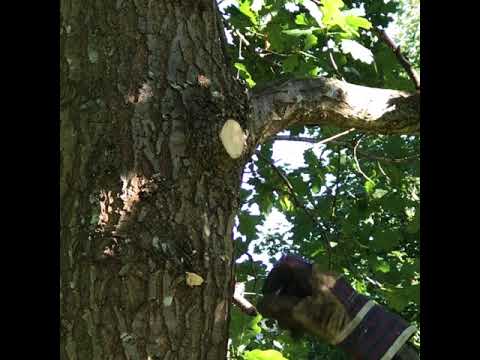 Video: Håndværk Fra Grene