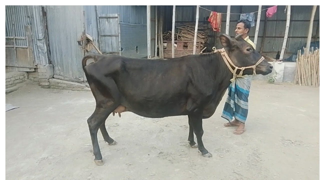 শীতকালে গাভীর দুধ বৃদ্ধির উপায় নিয়ে কিছু কথা 