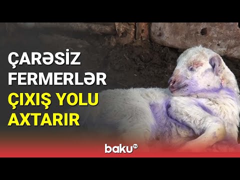 Video: Çiçək buynuzlu balıq şanslıdır?