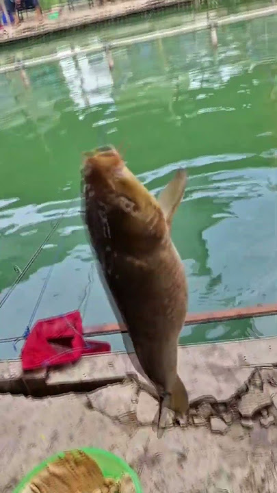 mancing ikan mas