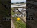 〜クセ強田んぼ〜水はどっから抜ける?#shorts #農業 #佐渡 #農家 #米作り #仕事 #作業 #春 #田んぼ #田舎 #水 #お米 #米 #コメ #水漏れ #コシヒカリ #どうしてこうなった