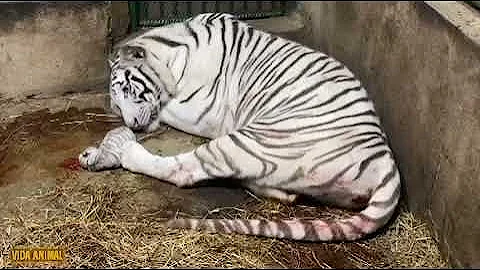 ¿Cuándo nació el primer tigre?