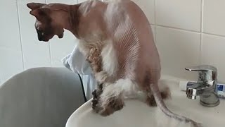 🤣Funny Dog and Cats Videos.