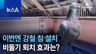 이번엔 강철 침 설치…비둘기 퇴치 효과는? | 뉴스A
