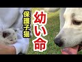 保護子猫10日目ラブラドールが救った幼い命