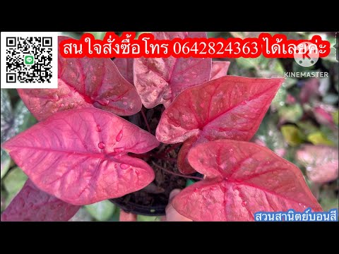 Ep.520💚ว้าวตะลึง❤️บอนสีสวยๆ มาแล้ว วันหยุด ☎️โทร0642824363 #บอนสี #caladium #บอนสีโบราณ