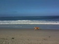 There's a reason why Carmel Beach is dog heaven There's a reason why Carmel Beach is dog heaven