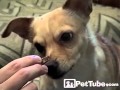 Here's a dog who wants a cookie
