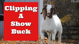 How To Clip A Young Show Buck(Boer Goats)