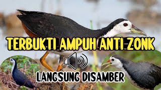 Suara Pikat Burung Ruak Ruak Paling Ampuh