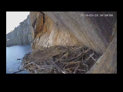 Cigüeñas negras (Ciconia nigra) en Tajo Internacional