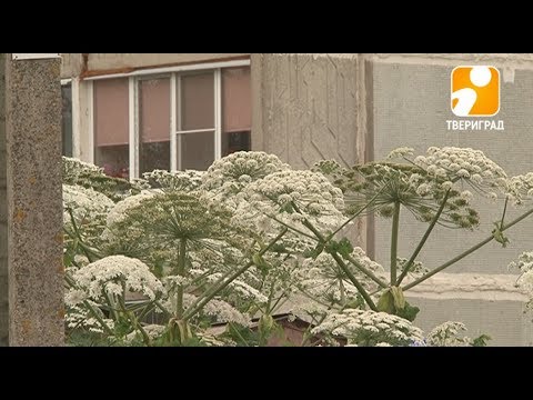 Борщевик, уходи. 2017-07-12