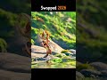 Ollie’s Magical Underwater Adventure 🌊✨ | Swapped 2026 #shorts #swapped