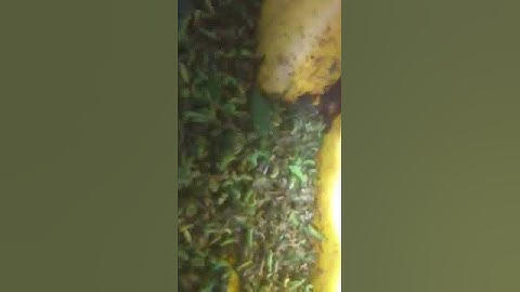 Alfalfa Weevil Horde