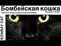 БОМБЕЙСКАЯ КОШКА. ВСЕ ПОРОДЫ КОШЕК МИРА. BOMBAY CAT.