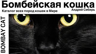 БОМБЕЙСКАЯ КОШКА. ВСЕ ПОРОДЫ КОШЕК МИРА. BOMBAY CAT.